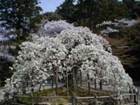 千眼桜